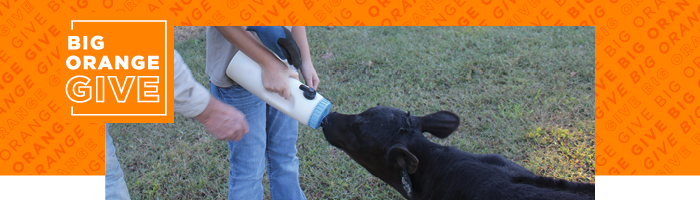 A photo of students feeding a calf